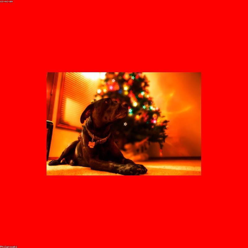 LED-Reflekshalsbånd til Hund — Synlig på 500m i Vintermørket